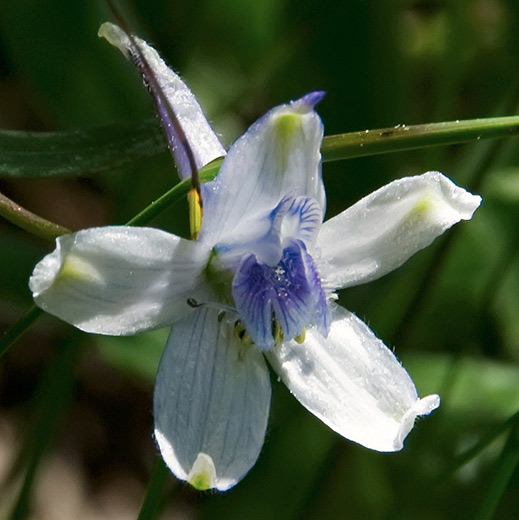 purple larkspur